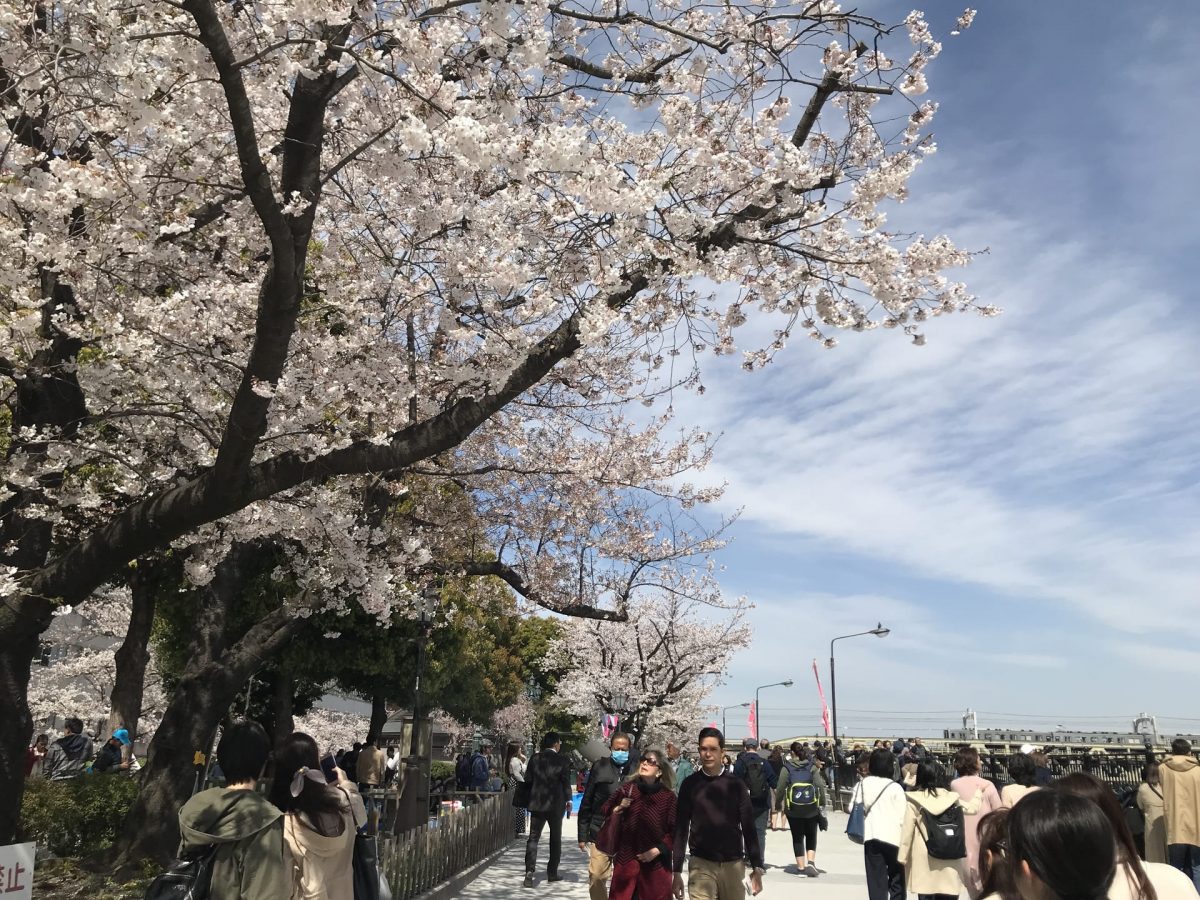 Sumida Park Cherry blossom