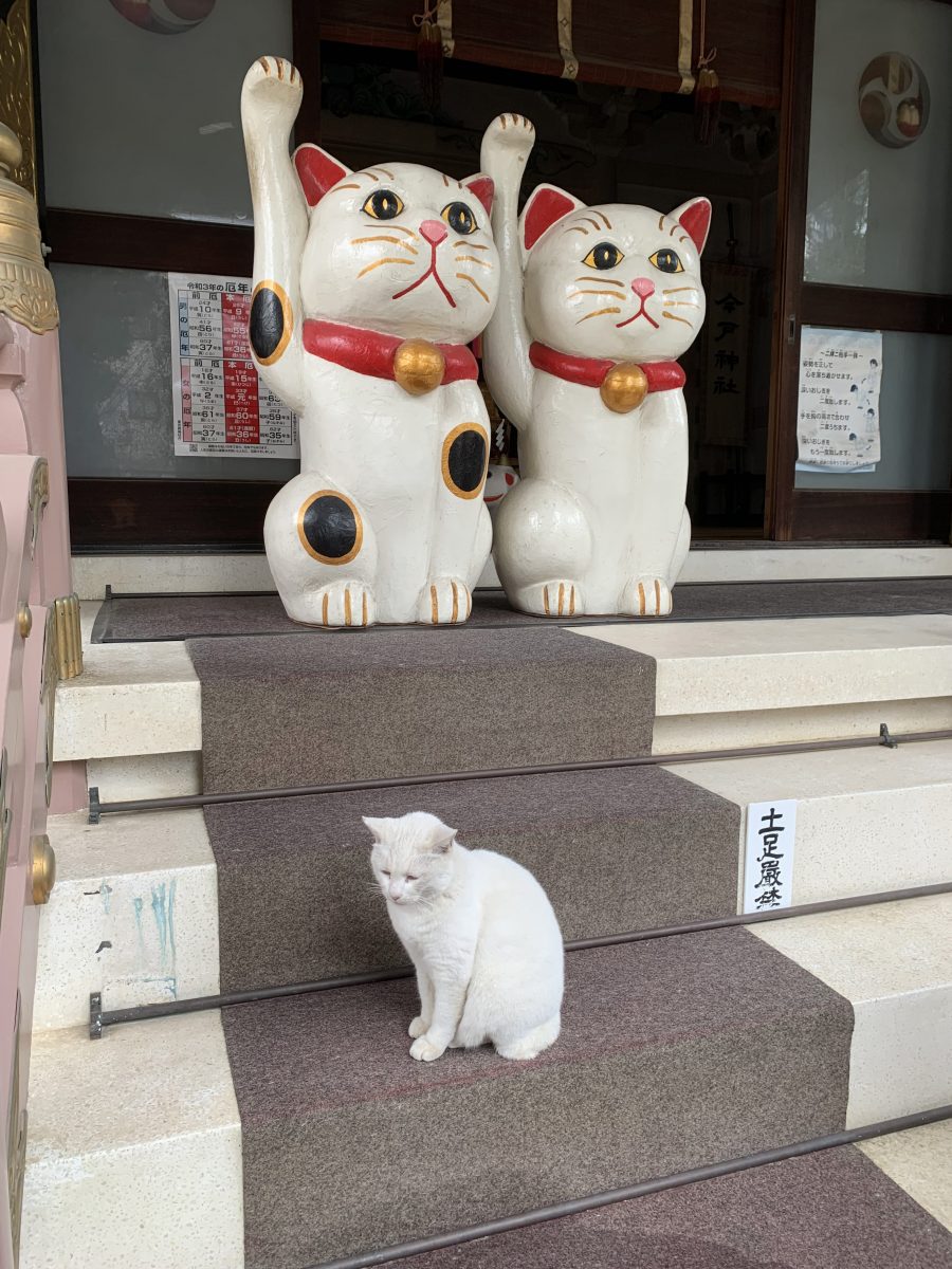 今戸神社 招き猫