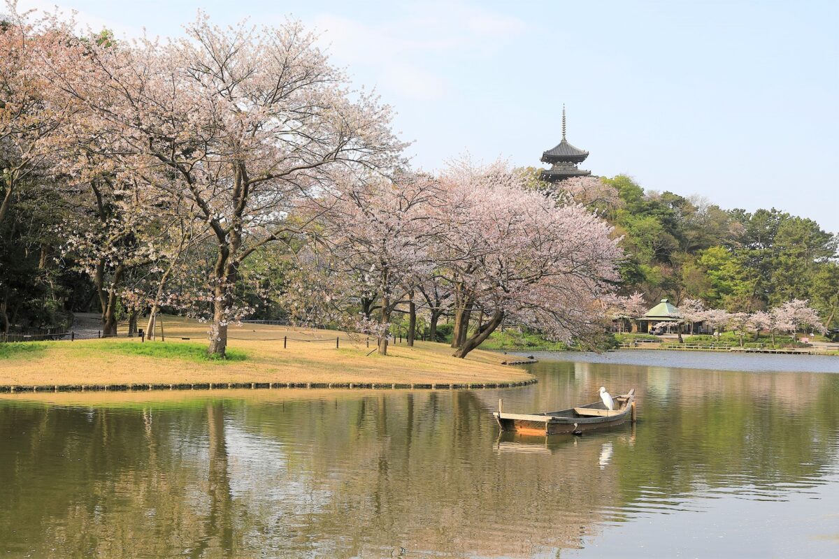 春の三溪園の大池