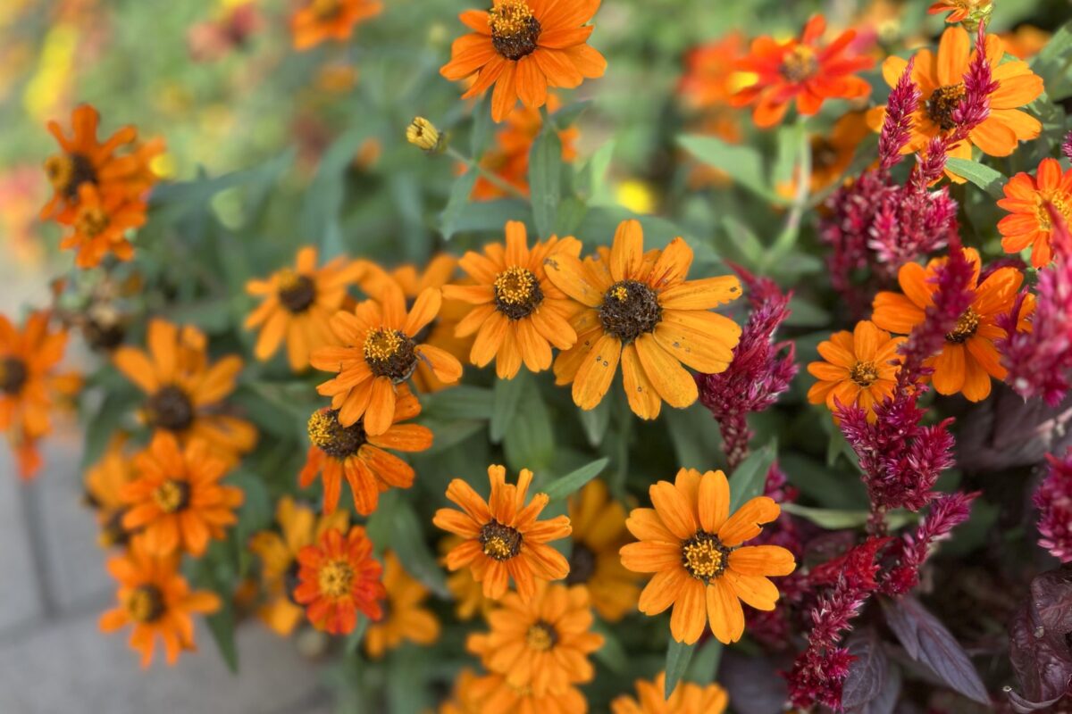 未来のバラ園に咲く秋の花