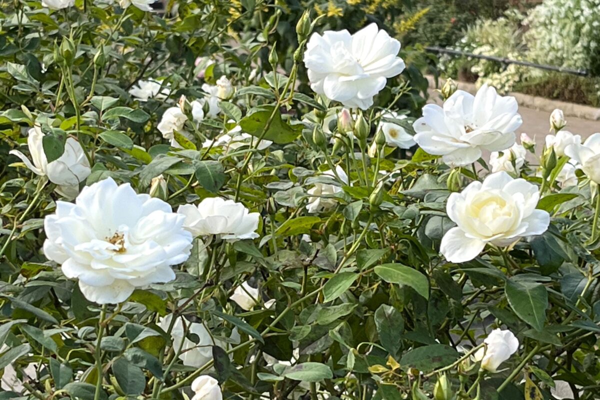 未来のバラ園に咲く広いバラ